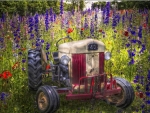 Summer Fields