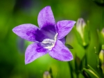 PURPLE BELL FLOWER