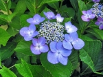 HYDRANGEAS PETALS