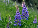 LUPIN FLOWER