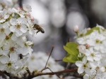 Busy Bee 7