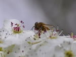 Busy Bee 26