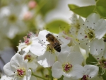 Busy Bee 32