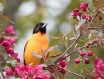 Baltimore Oriole