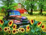 Rusting Within The Sunflowers