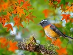 Collared Bush Robin