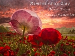 Poppy Sunrise