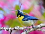 Taiwan Yellow Tit