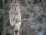 Barred Owl