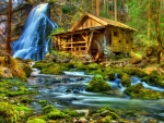 Forest Mill