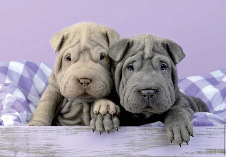 cute grey puppies