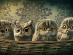 The Odd One Out