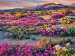 Anza-Borrego