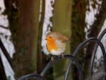 Mr Robin came a callin'