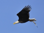 Bald Eagle With Fish