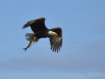 Bald Eagle With Fish 2