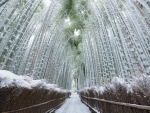 Bamboo Corridor