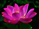 Pink Lotus