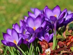 Spring crocuses