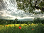 poppy field