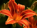 orange lily