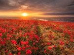 wheat and poppies