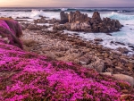 Pink wildflowers on a rocky beach