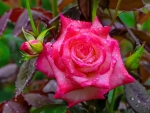 Gorgeous pink rose