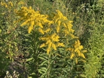 Solidago(Splinuta)