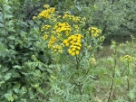 Tanacetum vulgare(Vetrice)