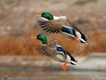 Beautiful Ducks