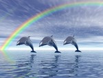 Dolphins with Rainbow