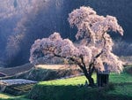 Cherry Blossom Tree in Mysty Morning, Japanese Blossoming