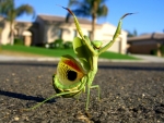 Praying Mantis