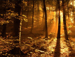 Sunrays in the woods