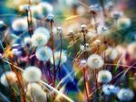 Field of dandelions