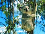 Koala In Tree