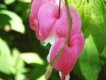 Bleeding Hearts