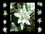 Edelweiss