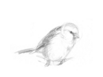 Drawing Sparrow