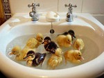 Funny ducks!!