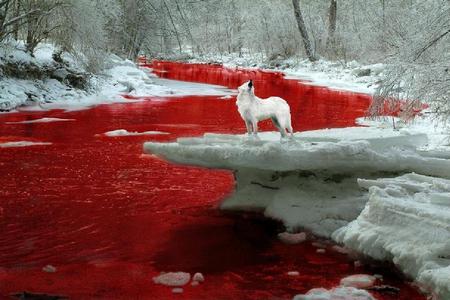 Blood River - blood, trees, white, winter, nature, wolf, red, snow