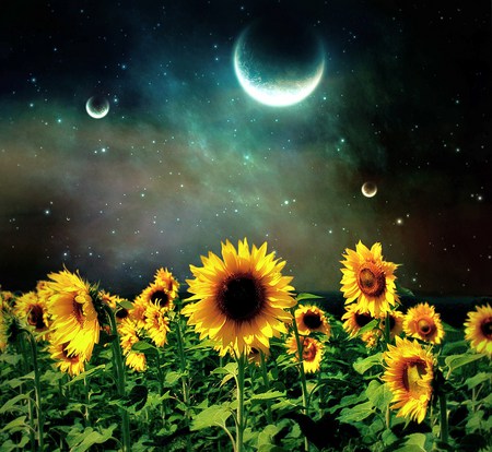 Sunflower night - moon, sunflowers, field, night, stars, sky