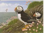 Puffins