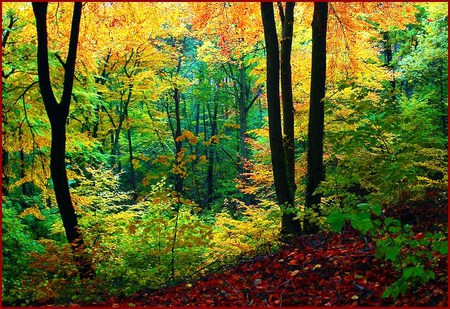 Autumn woodlands - sunlight, trees, yellow red, autumn, green, forest, orange