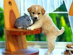 Rabbit and Puppy