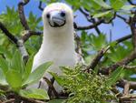 Booby Chick (The Bird)