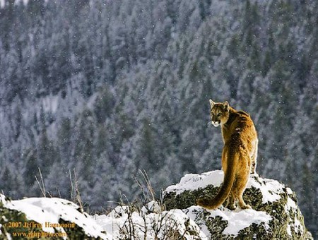 Winter hunt - trees, hunter, winter, cliff, snow, cougar