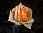 Peach rose