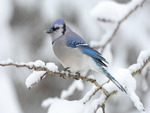 Blue jay or Kingfisher in Winter